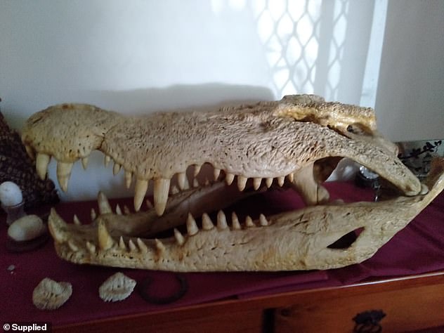 En la imagen: el cráneo del tercer cocodrilo más grande disparado por Krys