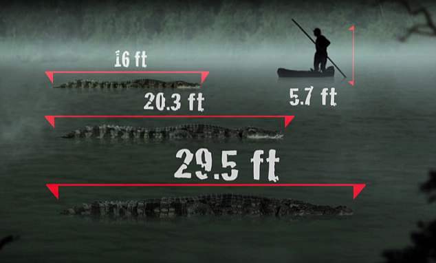   El cocodrilo más grande jamás registrado fue un gigante de 20,3 pies de largo, pero este podría ser un tercio más grande.