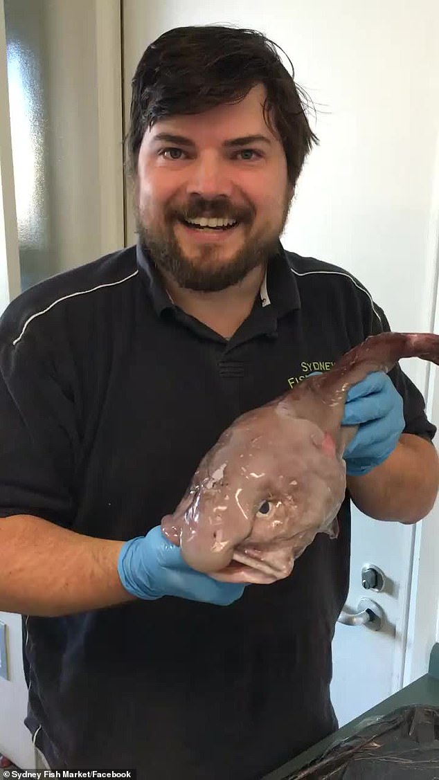 El mes pasado, un pescador atrapó un pez globo, el Sr. Stollznow decidió llevárselo a casa y probarlo (en la foto con el pez globo)