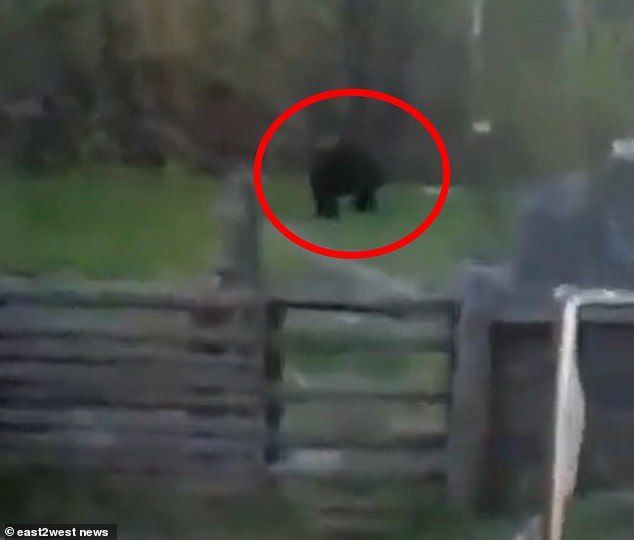 También se han visto osos salvajes (foto) en el pueblo ruso de Yodva.  También hubo informes de lobos que aterrorizaban a los aldeanos.