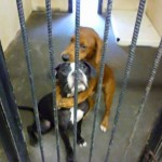 Abrazando perros adoptados Ángeles entre nosotros Rescate de mascotas Facebook