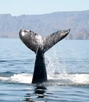 foto vía video de Great Whale Conservancy