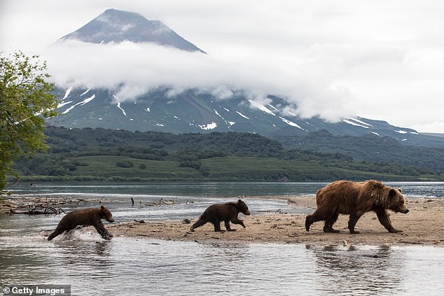 La península de Kamchatka tiene una de las densidades más altas de osos pardos del planeta, con un estimado de 10,000 a 14,000 depredadores viviendo en la región (foto, foto de archivo)