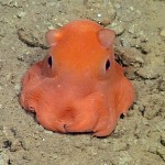 opisthotheusis-adorabilis-seafloor-octopus-Monterey Bay Aquarium Research Institute-lanzamiento