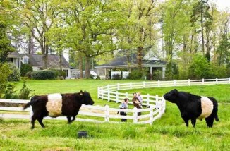 Featherington-cinturón-Galloway-vaca-con-familia