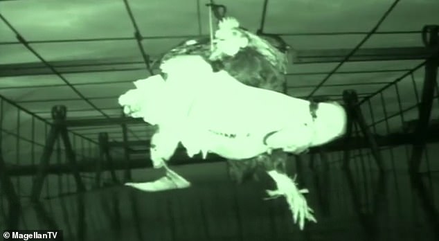 El documental los muestra con la esperanza de atraerlo usando un pollo vivo, que está suspendido sobre el agua en una jaula enorme.
