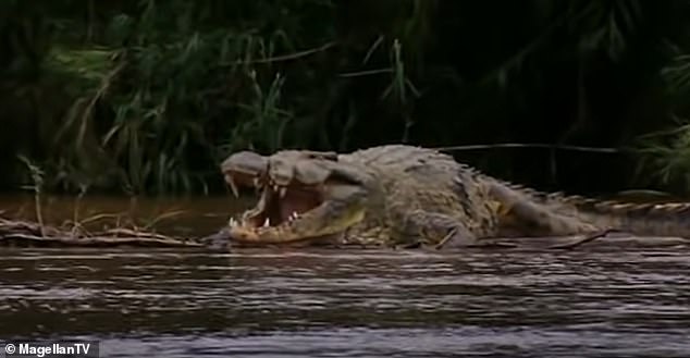 El cocodrilo del Nilo de 20 pies conocido como Gustave ha estado aterrorizando a los lugareños en los asentamientos cerca del lago Tanganyika, Burundi, África Oriental, durante años.