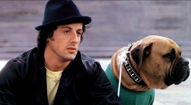 Butkus apareció junto a Rocky Balboa en el Rocky original y nuevamente en Rocky II;  el mastín era propiedad de Sylvester Stallone en la vida real.