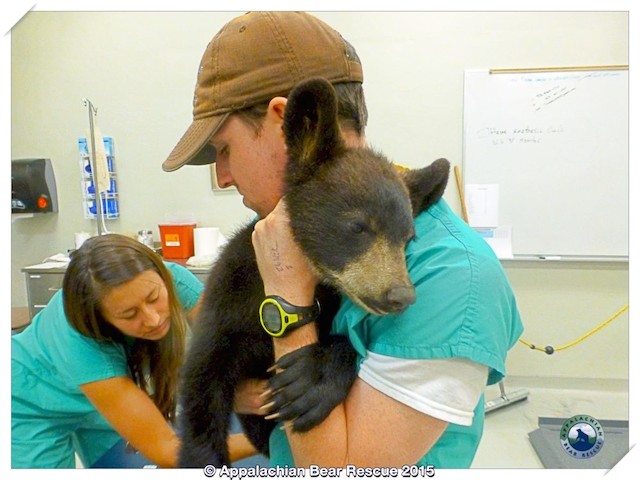 Oso Noli con voluntarios Appalachian Bear Rescue Facebook