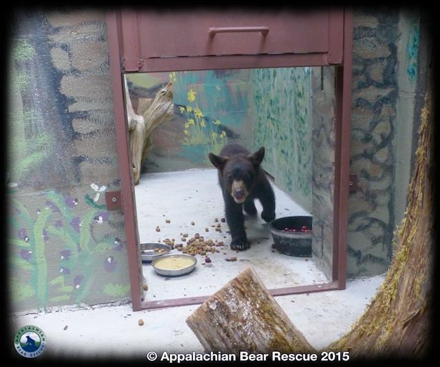 Facebook del rescate del oso de los Apalaches del oso Noli