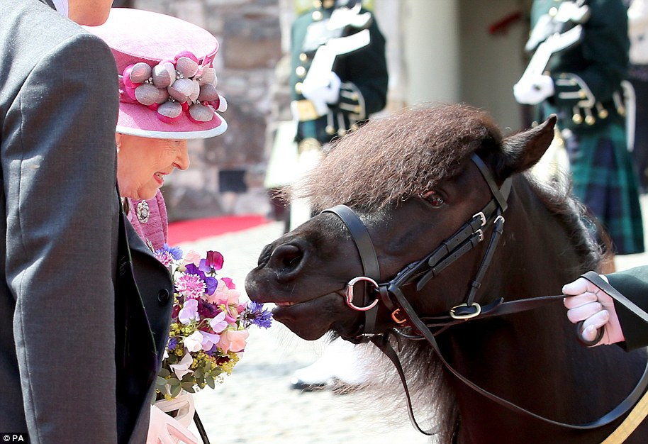Pony Cruachan IV intentó comerse el bulto de la Reina durante la visita de la monarca al Castillo de Stirling en julio de 2017.