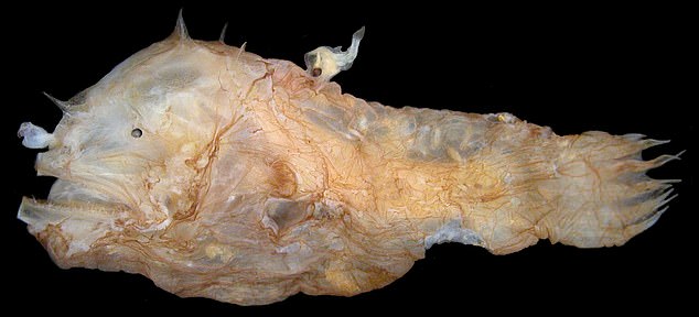 No intentes esto en casa: Photocorynus spiniceps hembra, 1,8 pulgadas (46 mm) con un macho parásito de 0,2 pulgadas (6,2 mm) fusionado a la espalda