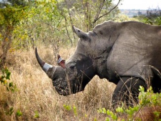 Cuerno de rinoceronte rosa FB Rhino Rescue Project