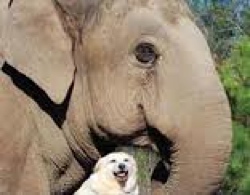 elefante y perro en el santuario de TN