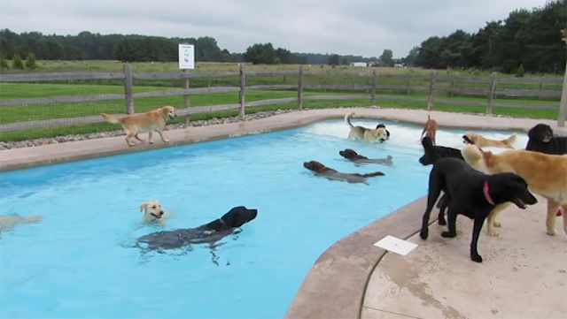cachorro-fiesta-en-la-piscina-640px-youtube