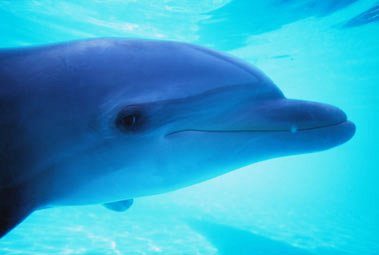 Delfín-bajo el agua-estrella solar