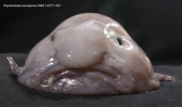 El pez gota (en la foto) solo se descubrió en 2003 y muchos creían que la extraña criatura no era comestible.