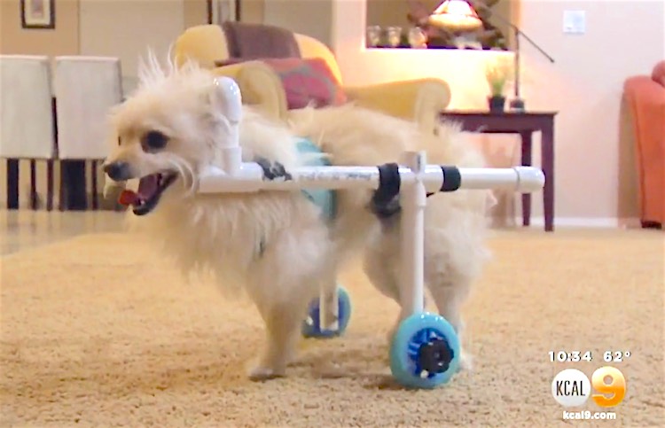 Captura de pantalla de Benny the Dog in DIY Wheelchair KCAL