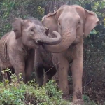 elefante-madre-bebe-reencuentro-ENPark