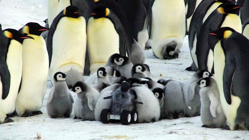 penguin-science-rover-Le_Maho-research-in-NatureMethods