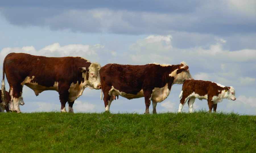 tres-vacas-Dave_A-CC-Flickr