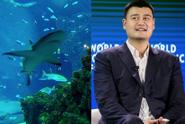 Yao Ming y Shark cc voyagedeslivres y cc Foro Económico Mundial