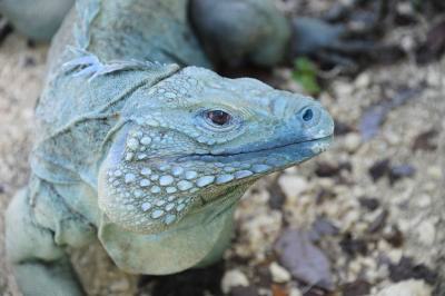 Foto de iguana azul por Julie Larsen-Maher/Wildlife Conservation Society