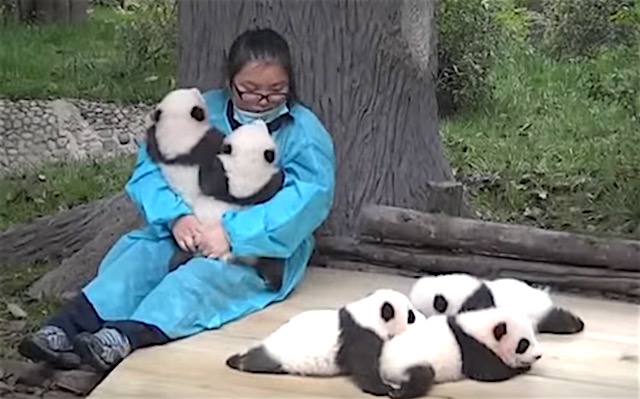 Captura de pantalla de Bebé Panda Cuddler